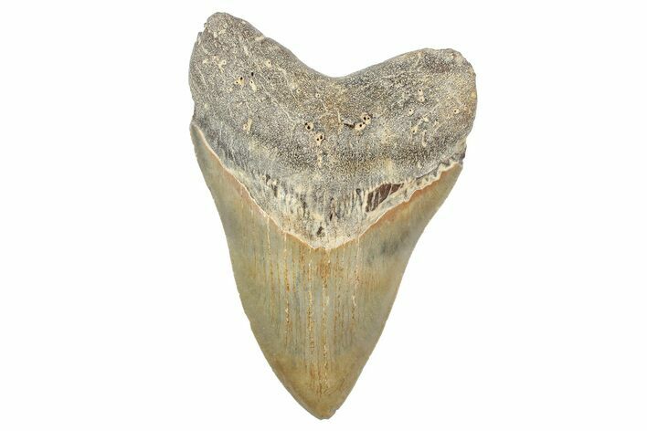 Serrated, Fossil Megalodon Tooth - North Carolina #236887